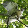Hudson Hawks: Red-Tailed Hawks At Riverside Park